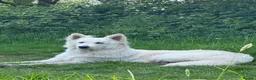 White Swiss Shepherd dogs for stud: White Swiss Shepherd Stud  - Advert 1