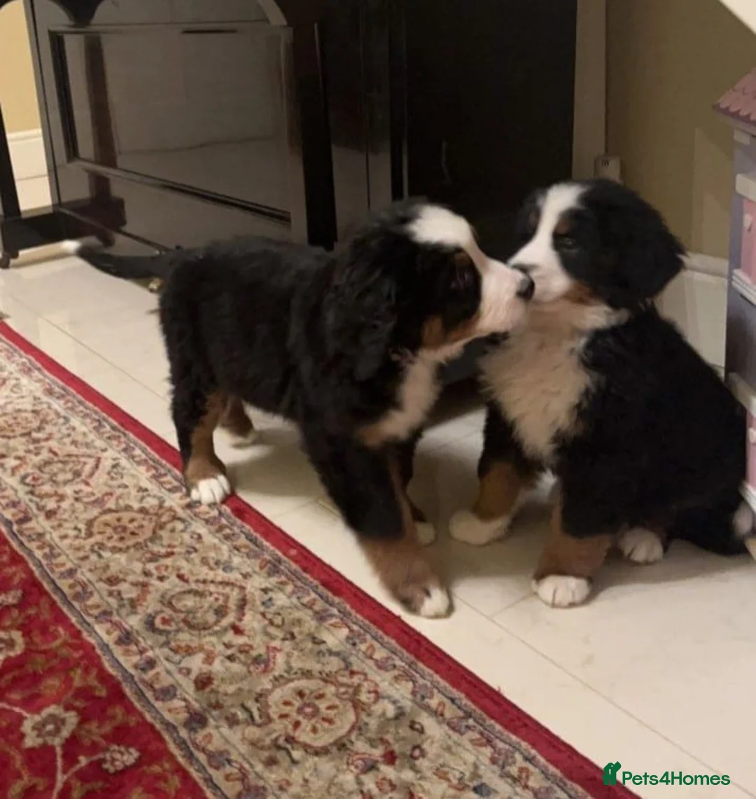Bernese Mountain Dog dogs for sale: STUNNING BERNESE PUPPIES TO GO - Advert 1