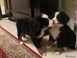 Bernese Mountain Dog dogs STUNNING BERNESE PUPPIES TO GO - Advert 3