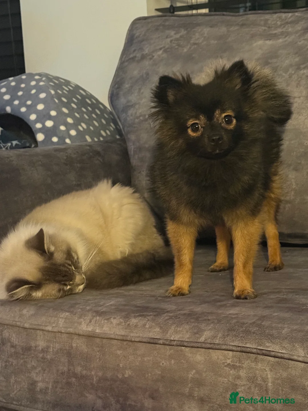 Pomchi dogs for sale: Handsome Pomchi - 1YO - Advert 2