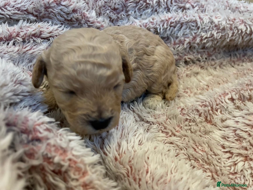 Cavapoo dogs for sale: FB2 cavapoo puppies-1 girl available  - Advert 9