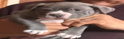 American Bully dogs for sale: Stunning chunky micro pocket Bullies  - Advert 11