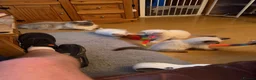 Ragdoll cats for sale: Beautiful ragdoll kittens ready now!! - Advert 7