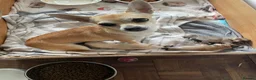 Pomchi dogs for sale: Pomchi puppies in Pontypridd - Advert 2