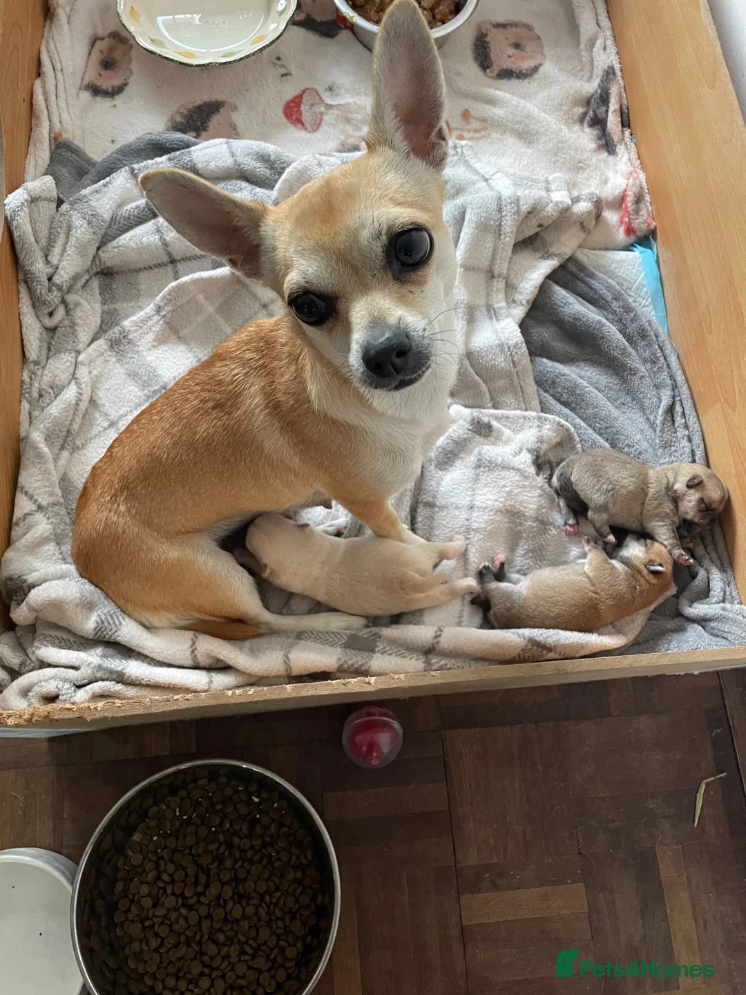 Pomchi dogs for sale: Pomchi puppies in Pontypridd - Advert 2