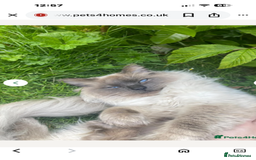 Ragdoll cats for sale: Stunning chocolate seal ragdoll girl - Advert 4