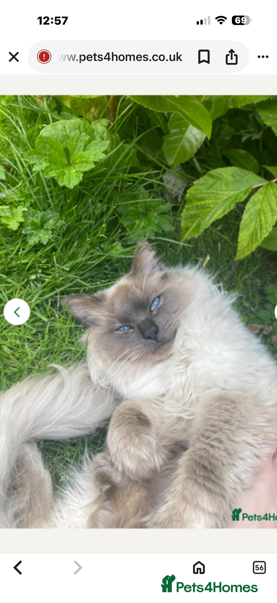 Ragdoll cats for sale: Stunning chocolate seal ragdoll girl - Advert 4