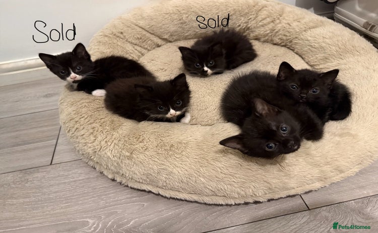 Mixed Breed cats - Advert 14