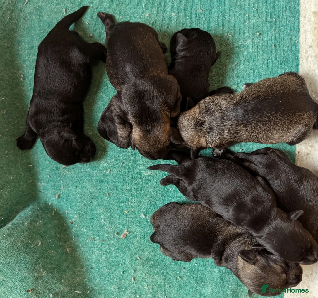 Miniature Schnauzer dogs for sale: KC reg'd,Health Tested Miniature Pups 5* Breeder - Advert 5