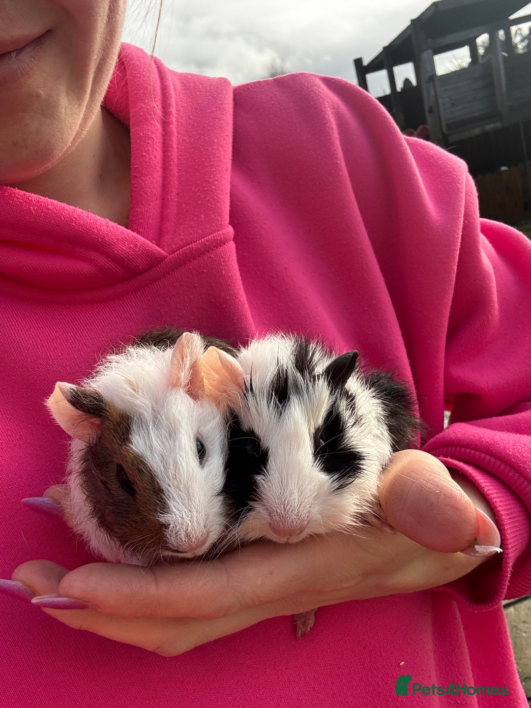 Guinea Pig rodents for sale: 2 little boys ready now - Advert 1