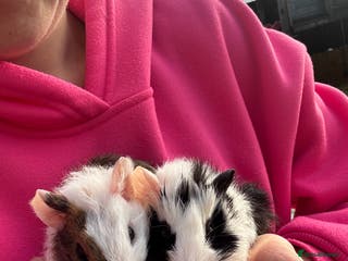 Guinea Pig rodents 2 little boys ready now - Advert 1