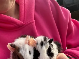 Guinea Pig rodents 2 little boys ready now - Advert 23