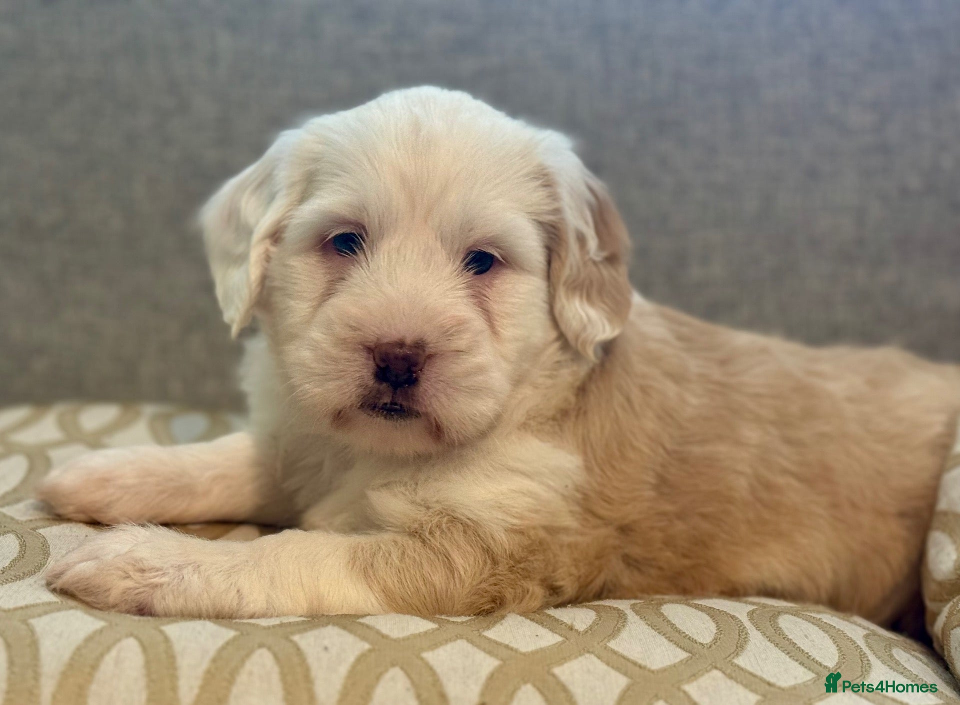Tibetan Terrier dogs Adorable Kc Reg Tibetan terriers Puppies - Advert 1