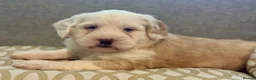 Tibetan Terrier dogs for sale: Adorable Kc Reg Tibetan terriers Puppies - Advert 1