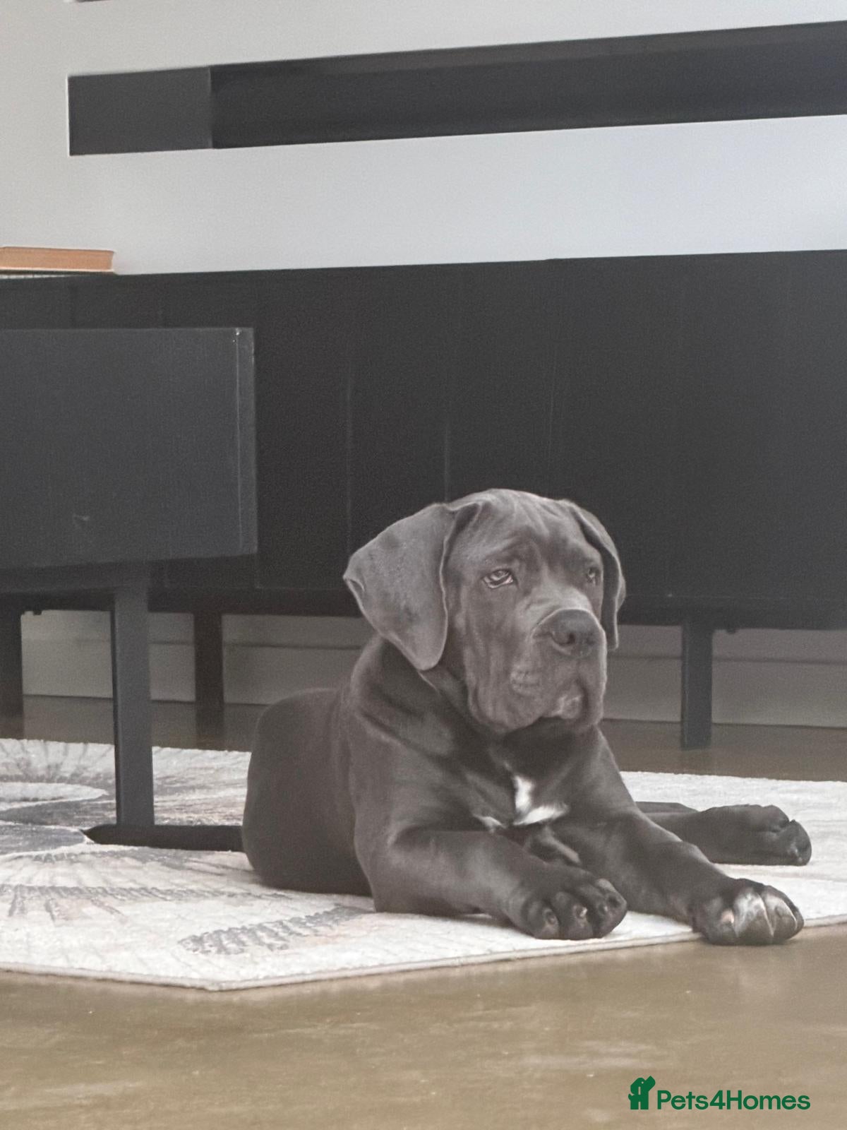 Cane Corso dogs Adorable Female Puppy Blue Cane Corso available - Advert 1