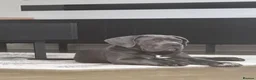 Cane Corso dogs for sale: Adorable Female Puppy Blue Cane Corso available - Advert 1