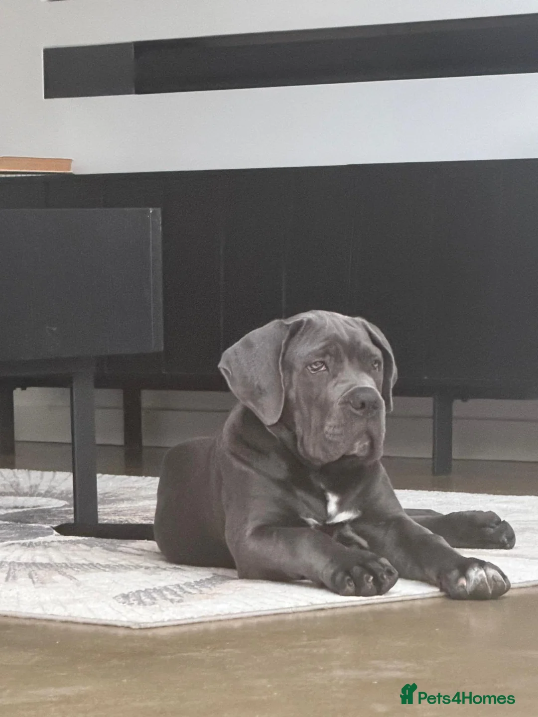 Cane Corso dogs for sale: Adorable Female Puppy Blue Cane Corso available - Advert 1
