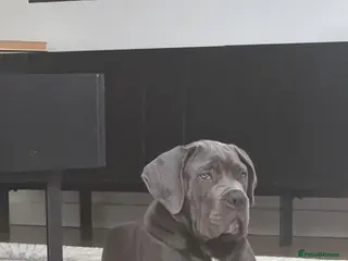 Cane Corso dogs Adorable Female Puppy Blue Cane Corso available - Advert 1