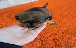 Mixed Breed dogs for sale: 3/4Dachshund X 1/4Jack  - Image 24