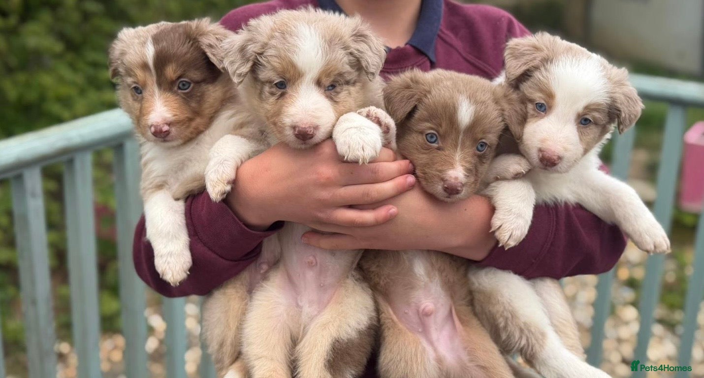 Border Collie dogs Border collie puppies - Advert 18