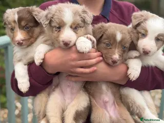 Border Collie dogs Border collie puppies - Advert 5