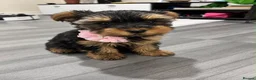 Yorkshire Terrier dogs for sale: Tiny Yorkshires puppies 😍 - Advert 6