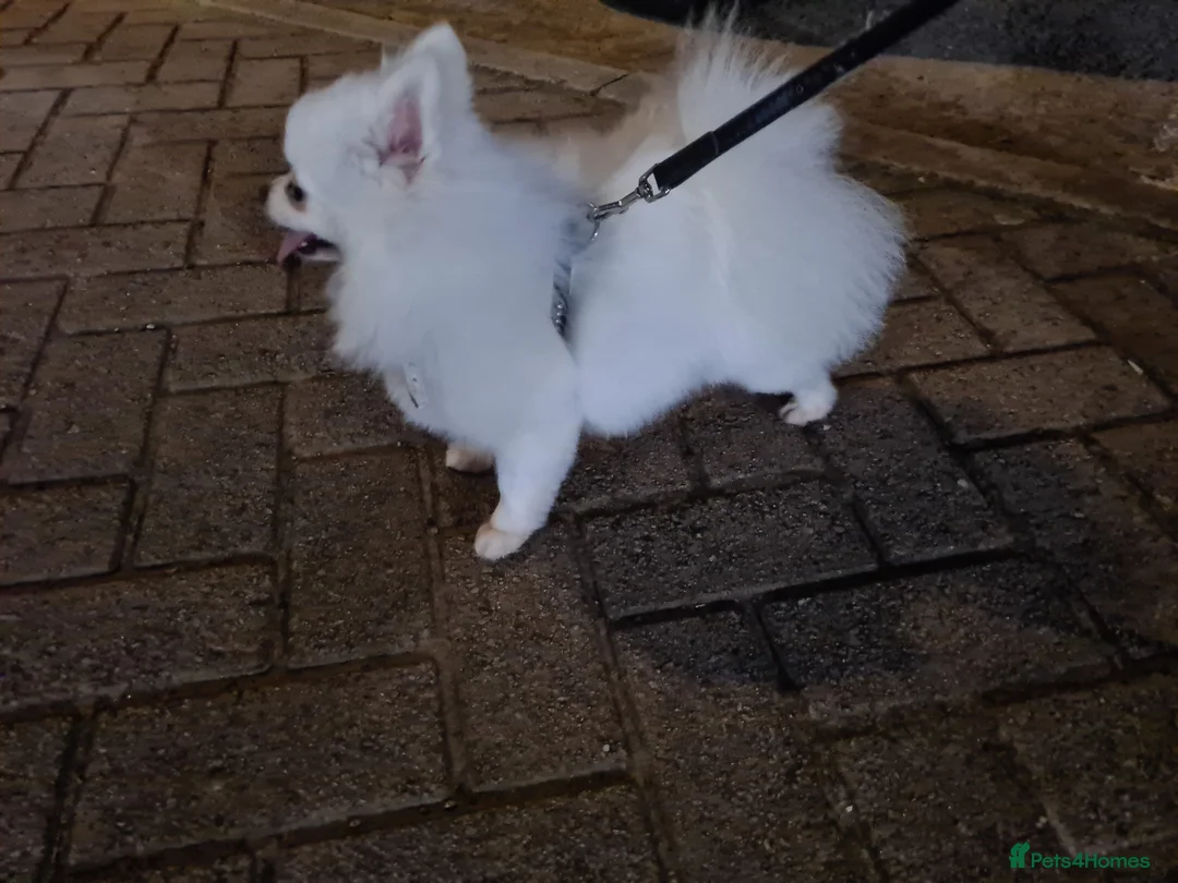 Pomeranian dogs for stud: Best stud around Champions in every generation in Coventry - Advert 6