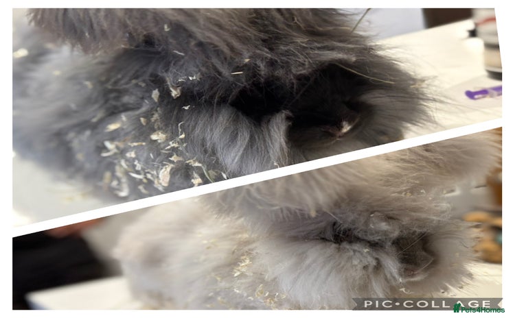 Angora rabbits - Advert 1