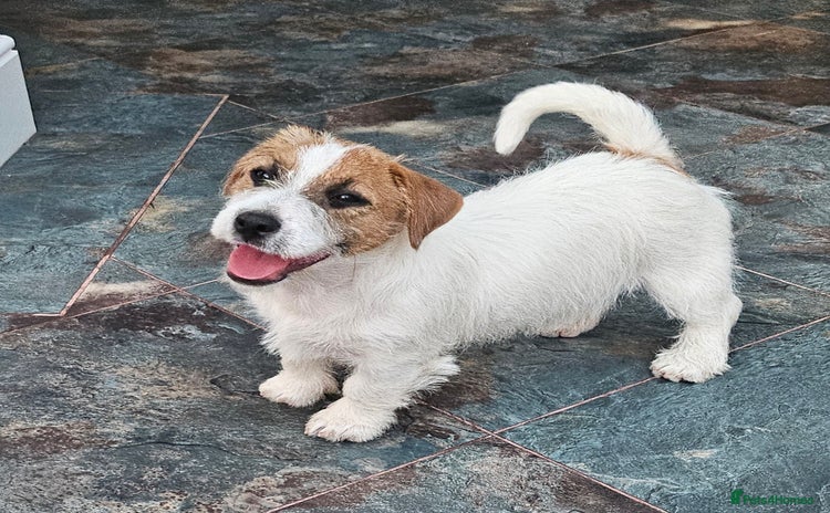 Jack Russell dogs - Advert 11