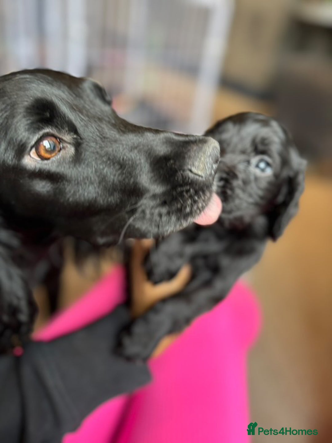 Cocker Spaniel dogs for sale: Beautiful Cocker Spaniel Pups For Sale - Image 10