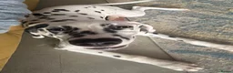 Dalmatian dogs for sale: Beautiful 6 month old Dalmatian Lucky - Advert 2