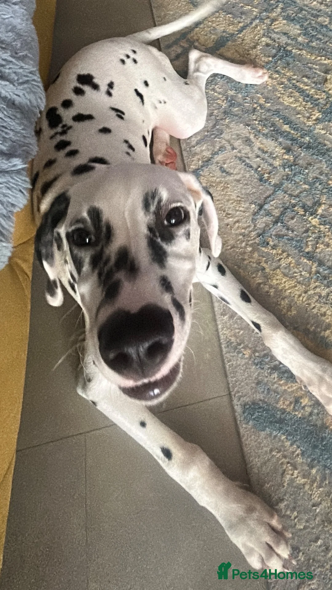 Dalmatian dogs for sale: Beautiful 6 month old Dalmatian Lucky - Advert 2