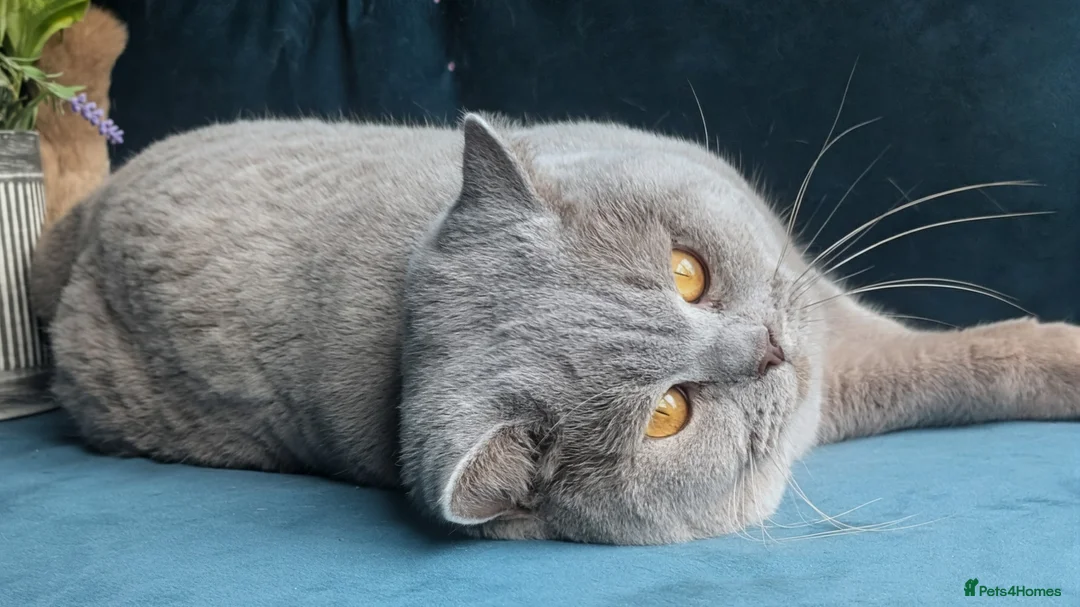 British Shorthair cats for stud: GCCF CHAMPION,TICA registered  in Barnsley - Advert 11