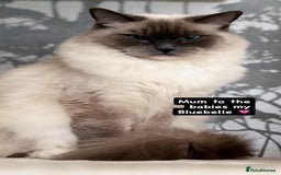 Ragdoll cats for sale: GCCF REGISTERED DNA TESTED PARENTS AND CLEAR  - Image 32
