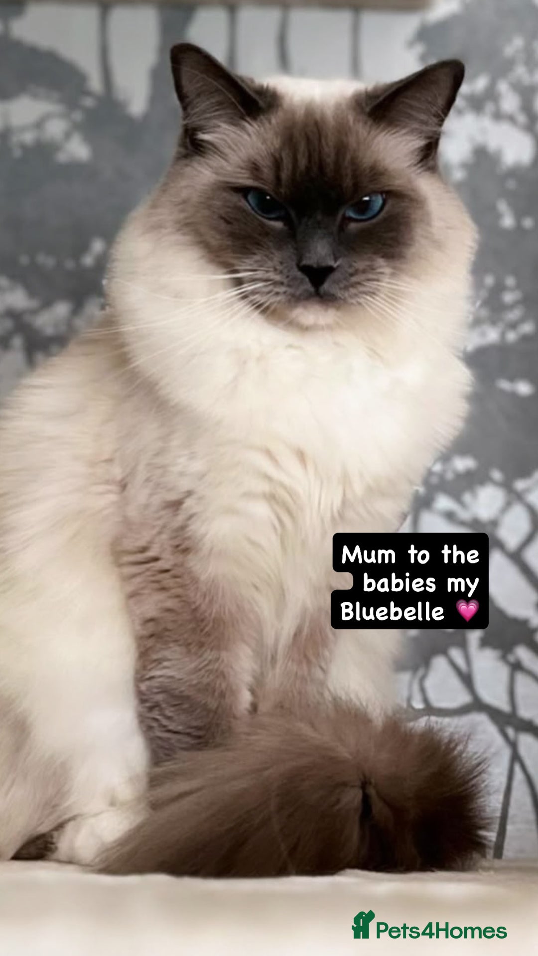 Ragdoll cats for sale: GCCF REGISTERED DNA TESTED PARENTS AND CLEAR  - Image 32