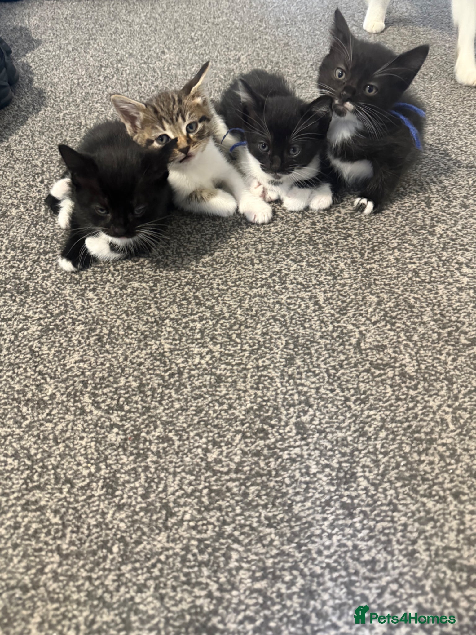 Mixed Breed cats Baby kittens  - Advert 10