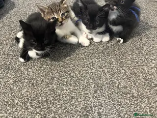 Mixed Breed cats Baby kittens - Advert 8