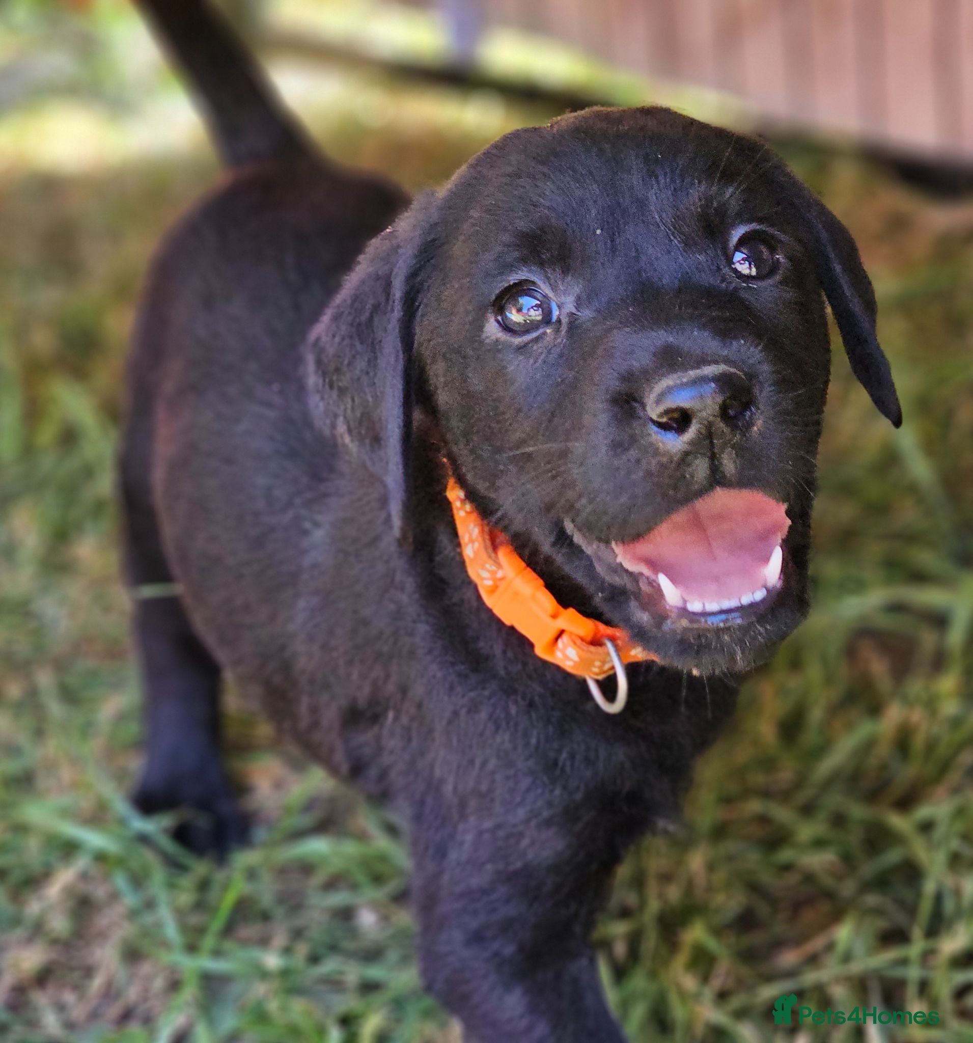Labrador Retriever dogs Gorgeous Black Labrador Puppies - Advert 1