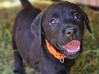 Labrador Retriever dogs Gorgeous Black Labrador Puppies - Advert 1