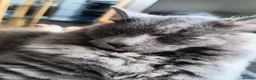 Nebelung cats for sale: Sweet cat looking for new home - Advert 1