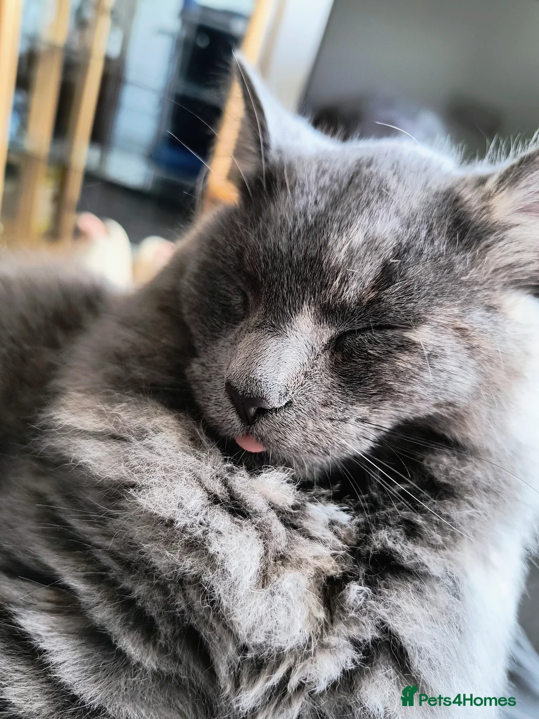 Nebelung cats for sale: Sweet cat looking for new home - Advert 1