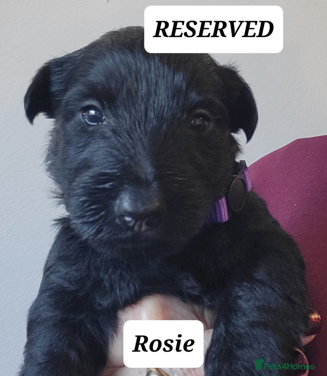 Scottish Terrier dogs for sale: KC Scottish terrier puppies  - Advert 10