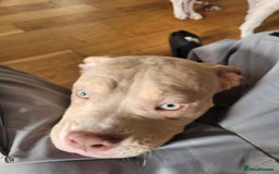 American Bulldog dogs for sale: American pocket bully  - Image 7