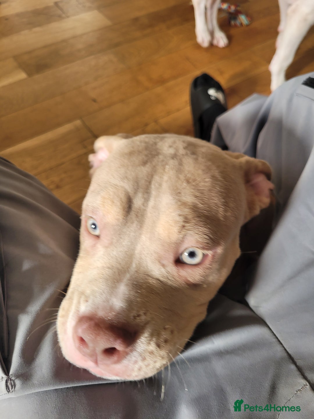 American Bulldog dogs for sale: American pocket bully  - Image 7