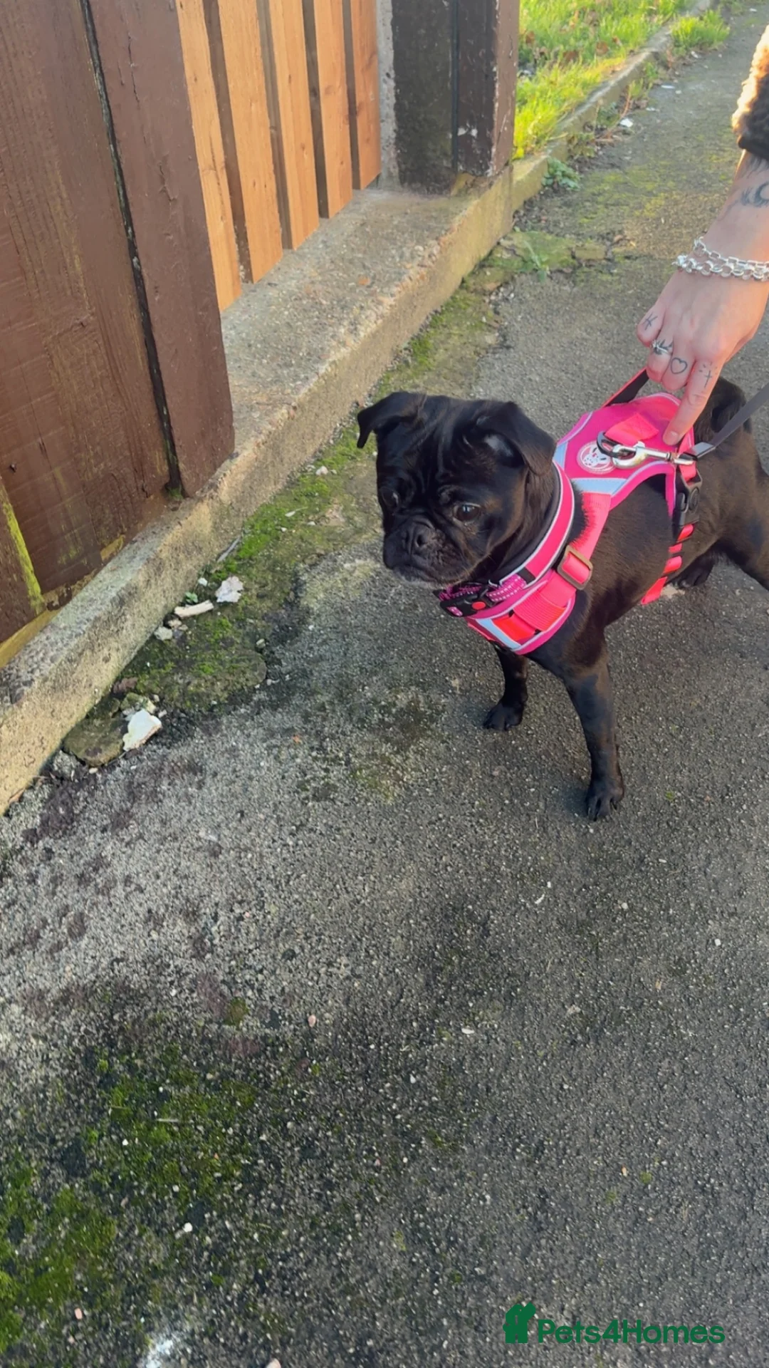 Jug dogs for sale: Jug for sale  in Leeds - Advert 4