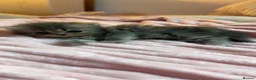 Persian cats for sale: Gorgeous Persian Kittens  in Bedford - Advert 10