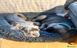 Cane Corso dogs for sale:  Pure breed Cane Corso  Puppies Looking for Homes  - Advert 39