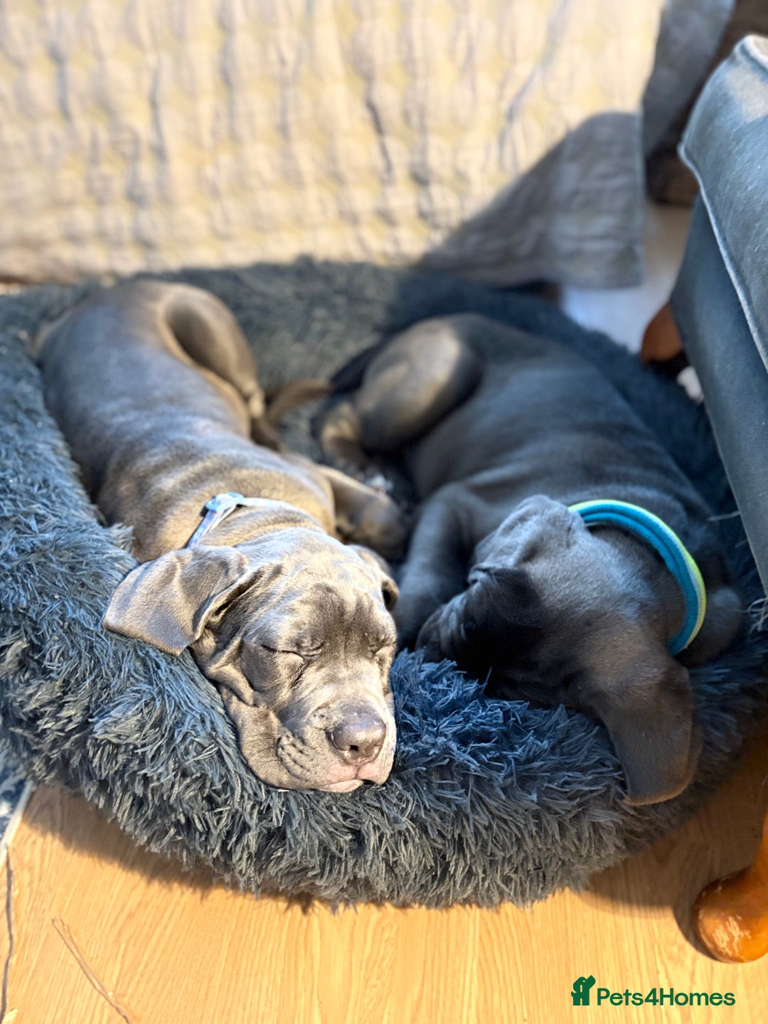 Cane Corso dogs for sale:  Pure breed Cane Corso  Puppies Looking for Homes  - Advert 39