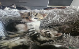 British Shorthair cats for sale: Kittens for sale - Image 3
