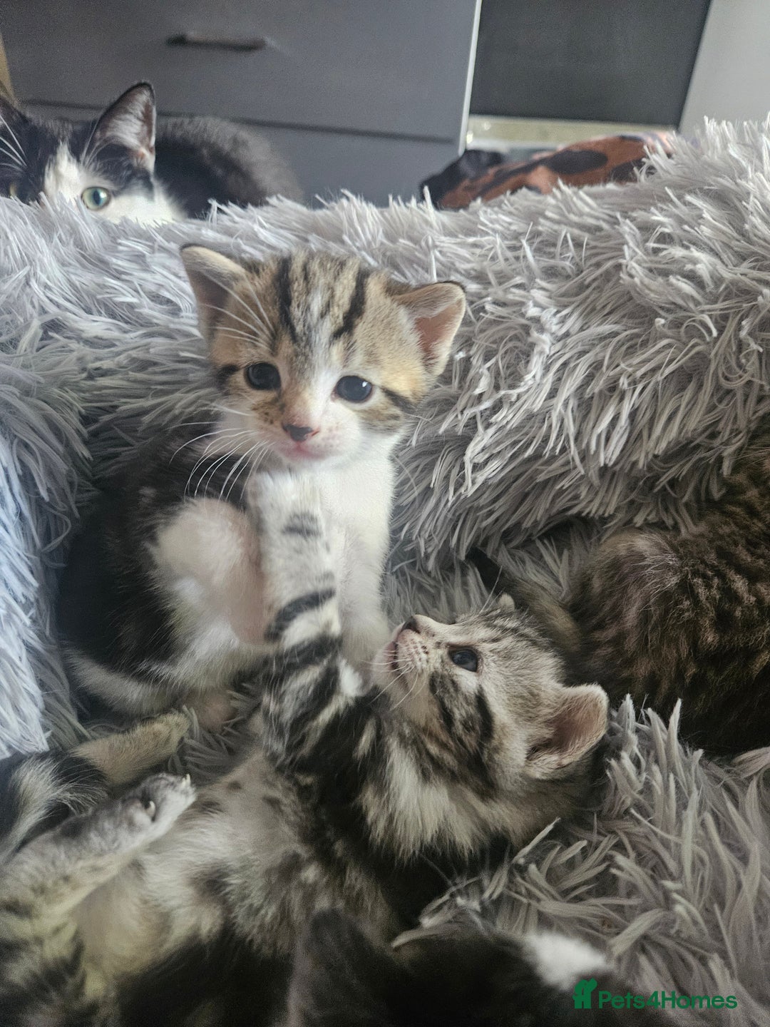 British Shorthair cats for sale: Kittens for sale - Image 3